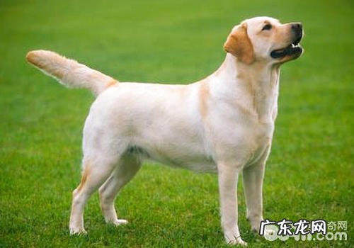 小狗肥胖症难长命