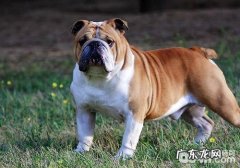 小狗肥胖症难长命