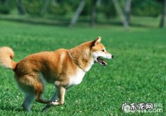 小狗有关个人行为专业知识