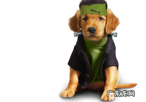 喂狗粮要留意什么难题