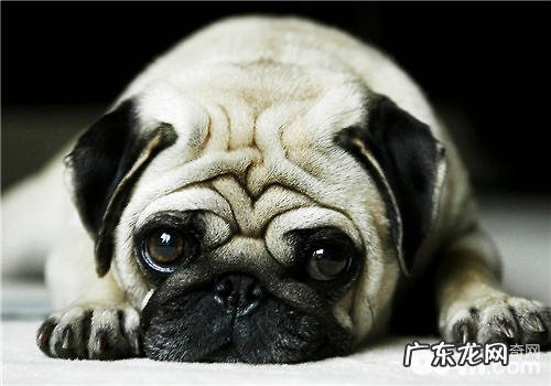 狗玩具的常见材料分析