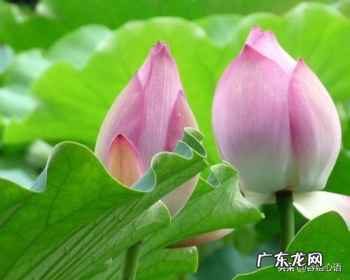 农田自然干荷叶有什么用 农村常见的荷叶,都有哪些用处?