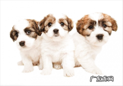 狗婴儿奶粉应当如何选