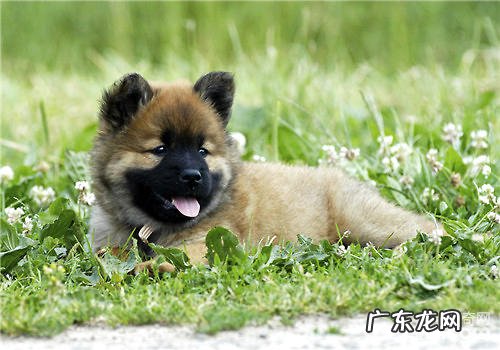 狗狗零食的归类及特性详细介绍