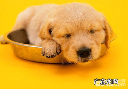 网上买狗粮可靠吗