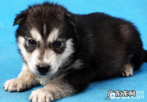 狗皮肤病能靠人眼分辨吗