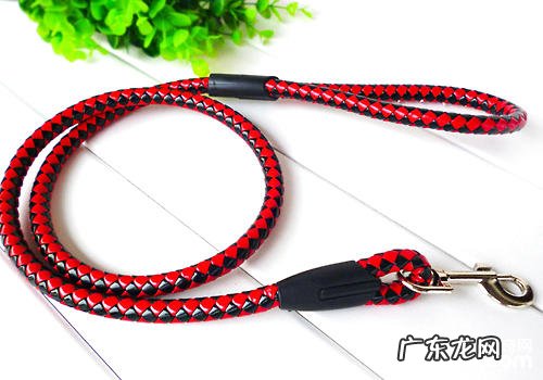 有什么必需的狗狗用品