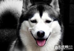 金毛多少训炼比较好