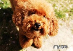 布局泰迪犬窝的常见问题