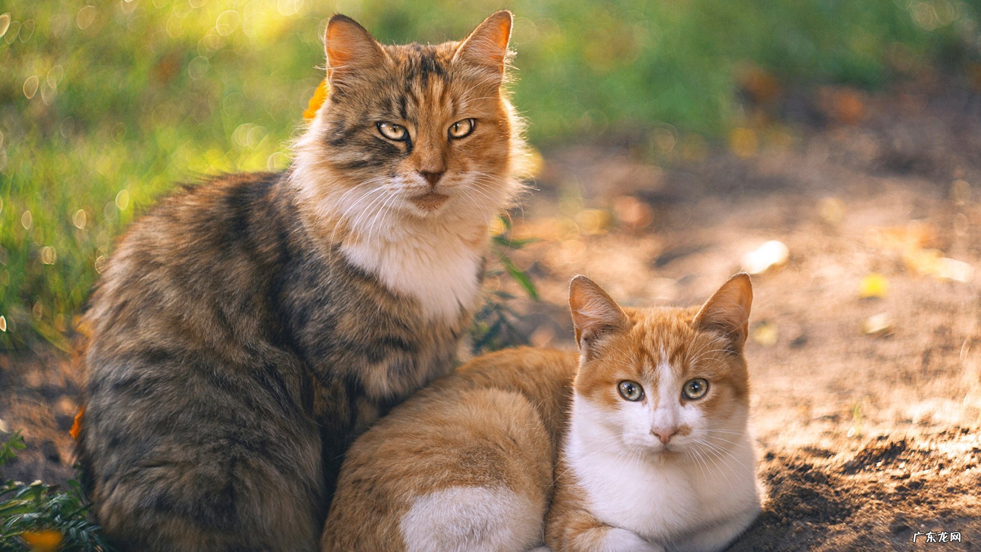 3+2芊之瘦减肥效果怎么样啊,对身体有没有副作用啊?
