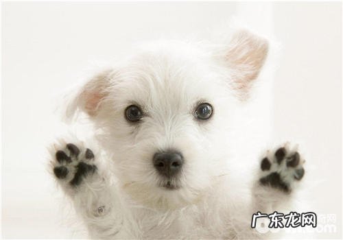 皇家奶糕应当如何喂