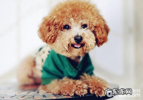 泰迪犬偏食要不要饿