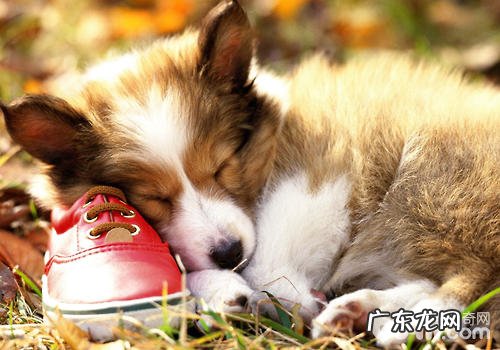 波奇商城卖假货吗