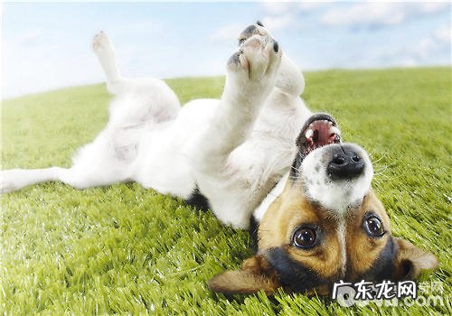 狗笼针对小狗的益处剖析