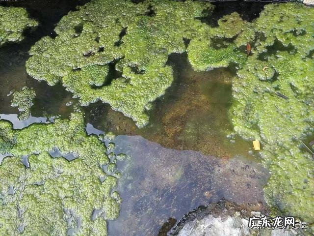 物种进化，为什么会分化成动物和植物？