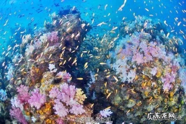 物种进化，为什么会分化成动物和植物？