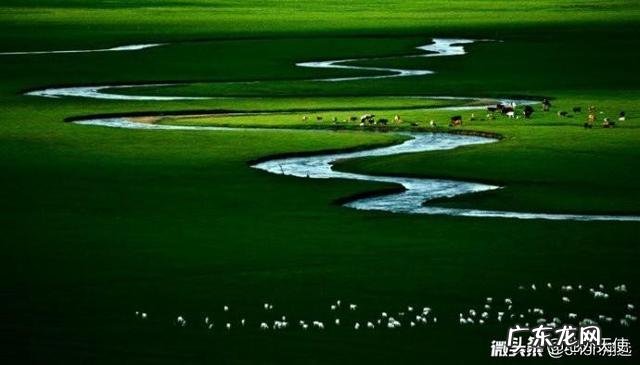 物种进化，为什么会分化成动物和植物？