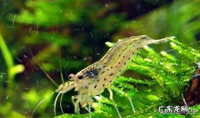 物种进化，为什么会分化成动物和植物？