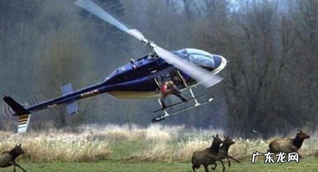 把十只公羊和母羊,放到有森林的孤岛上,10年后会有什么变化?