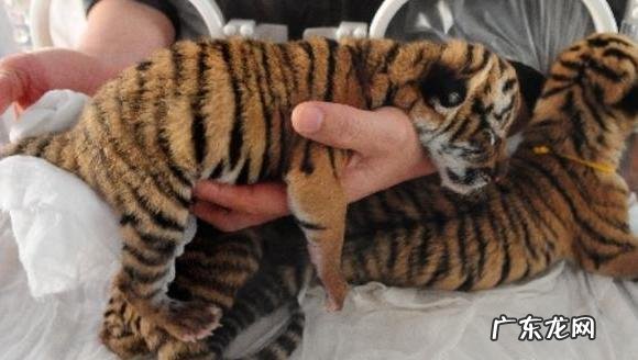 把十只公羊和母羊,放到有森林的孤岛上,10年后会有什么变化?