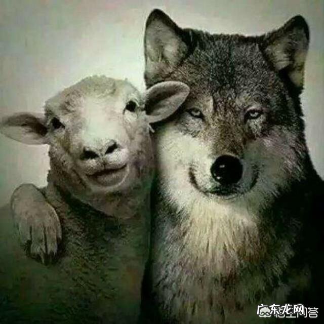 狼喂养一段时间后,能熟悉你吗?