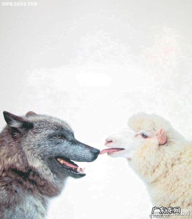 狼喂养一段时间后,能熟悉你吗?