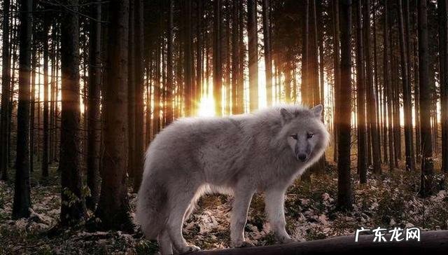 狼喂养一段时间后,能熟悉你吗?