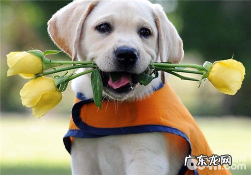 小狗儿童钙片的购买关键点