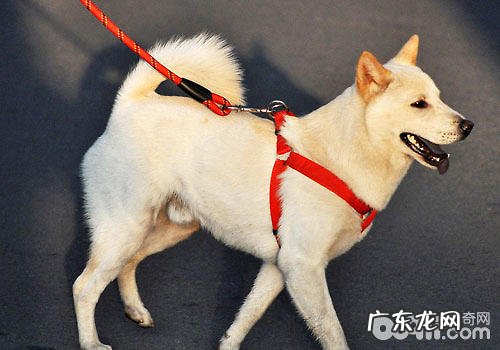 宠物犬绳购买要注意什么?