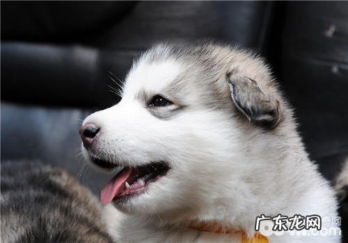 幼狗粮合成狗粮的差别关键点