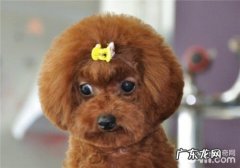 泰迪狗粮的喂养及换粮提议