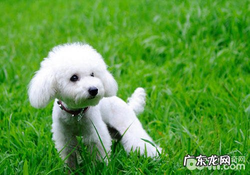 泰迪犬怎么会喂草