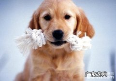 有什么能够自做的狗玩具