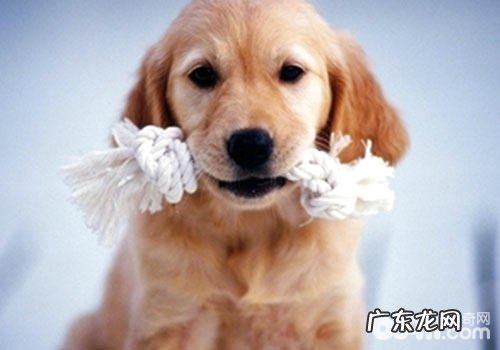 有什么能够自做的狗玩具