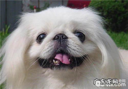 京巴狗粮的选择关键点