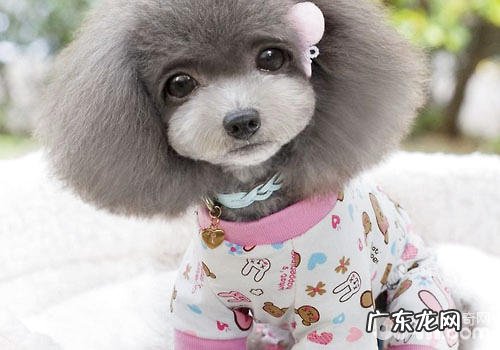 如何选狗狗的衣服