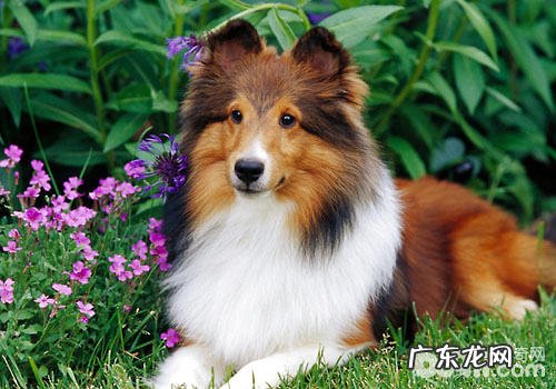 小狗是否会闭经