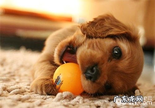 小狗洗澡沐浴乳的普遍误会