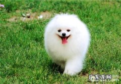 网上买狗粮怎样辨别真伪