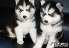 金毛狗粮怎么选