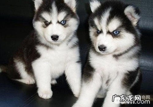 金毛狗粮怎么选