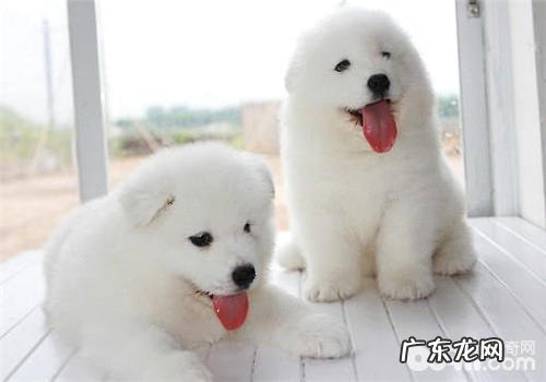 萨摩幼狗换犬粮的常见问题