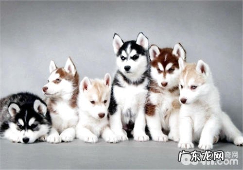 不一样环节哈士奇狗粮应当怎样喂养