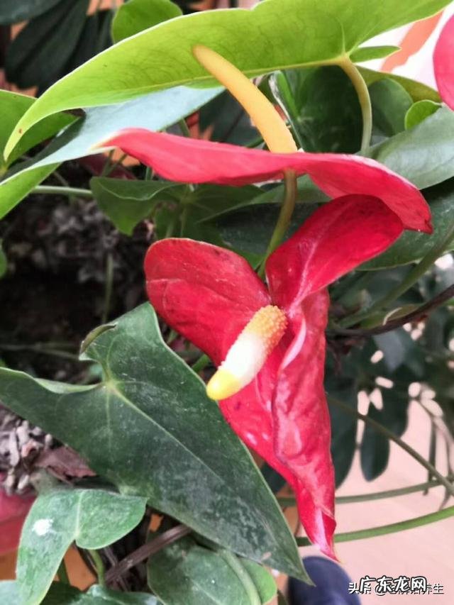 足底筋膜炎该怎么跑步 脚底有筋膜炎,该怎么运动、减脂?