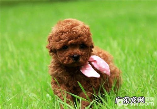 幼狗粮为何要泡过再喂