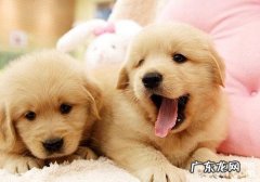 如何选金毛狗驱虫药