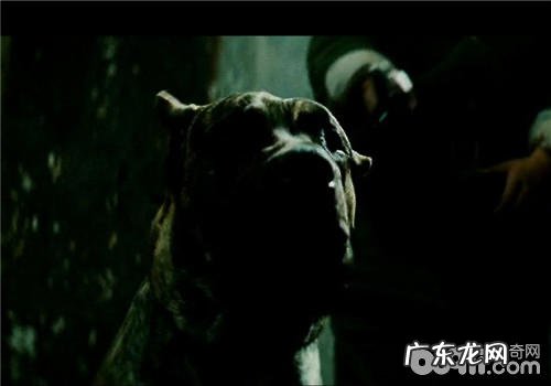 狗界“黑旋风”——加纳利犬的生长习性及保养专业知识