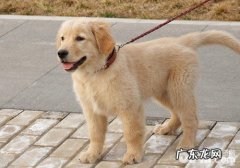 遛猫遛狗时要提前准备什么狗狗用品