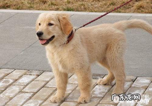 遛猫遛狗时要提前准备什么狗狗用品