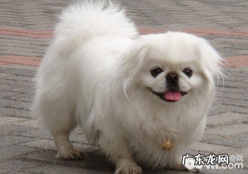 怎样选择适合的京巴狗粮